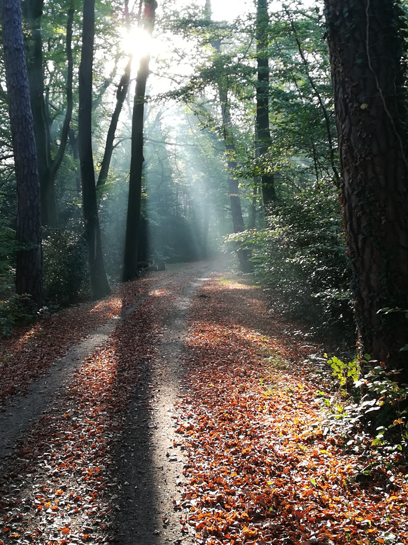 Zon schijnt tussen de bomen door in een bos in Twente.