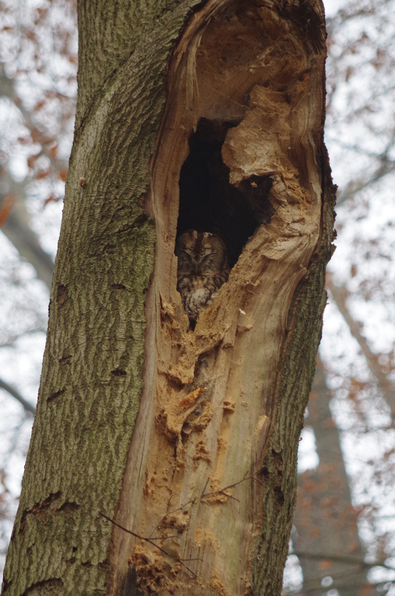 Een uil in een hol in een boom in Twente.