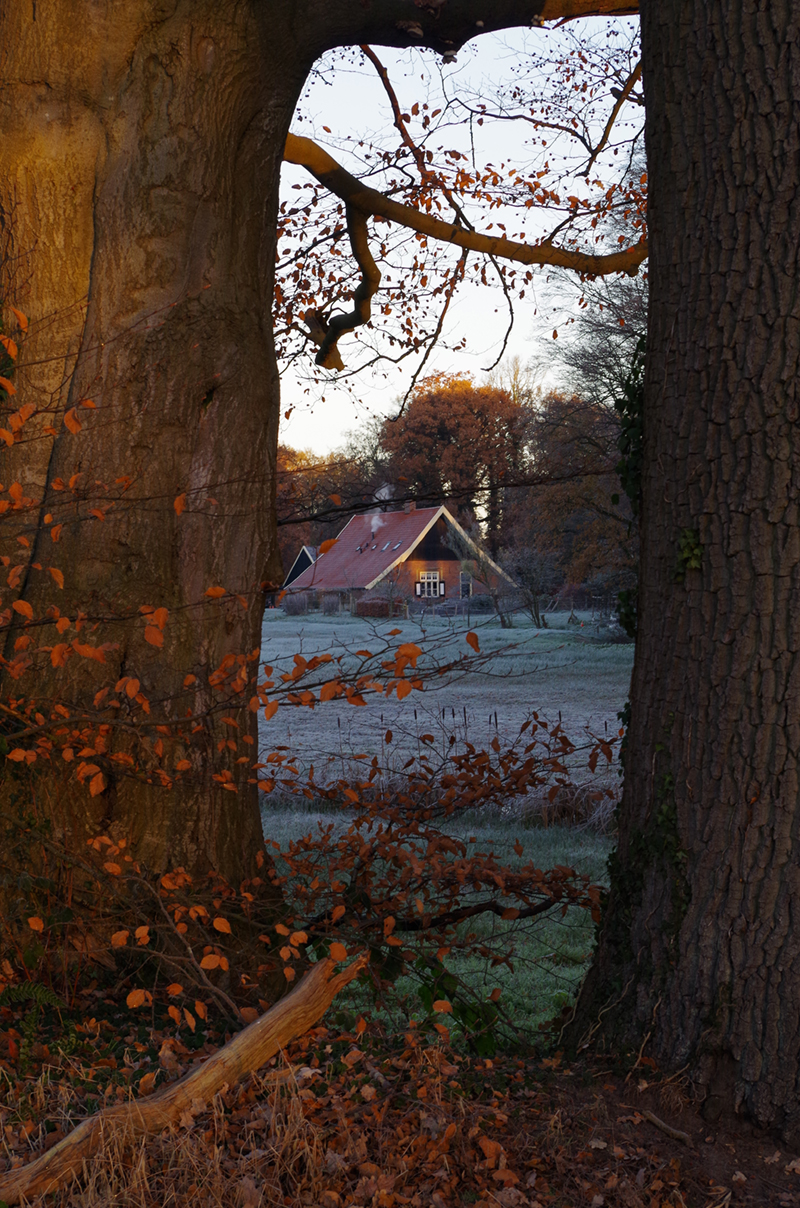 De groepsaccommodatie in Twente van een afstand tussen de bomen door.