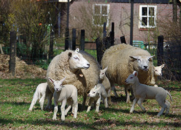 Twee schapen met lammetjes op een grasveld bij Delden.